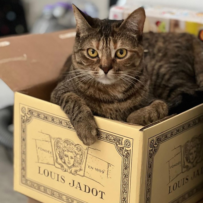 Pouilly - Fuisse 2023 0.75 l