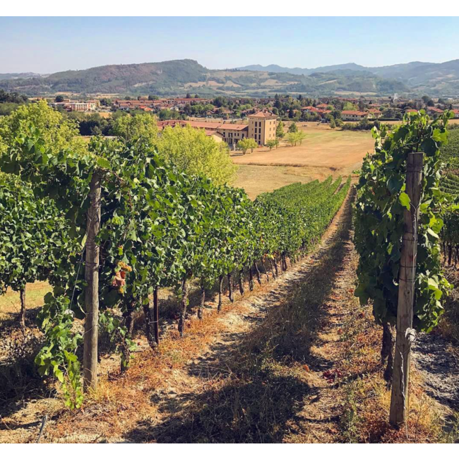 Canelli DOCG Moscato 2024 0.75 l