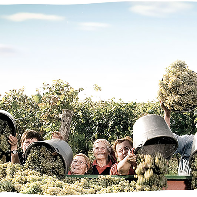 Montanus Grüner Veltliner Kamptal DAC 2024 0.75 l