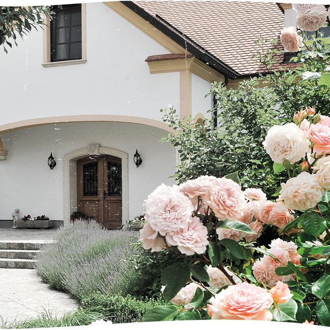 Montanus Grüner Veltliner Kamptal DAC 2024 0.75 l