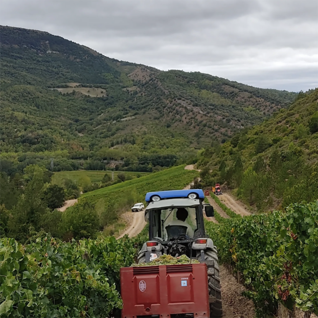 Blason Rouge Cremant de Limoux Brut Rose AOC 0.75 l 12.50% vol