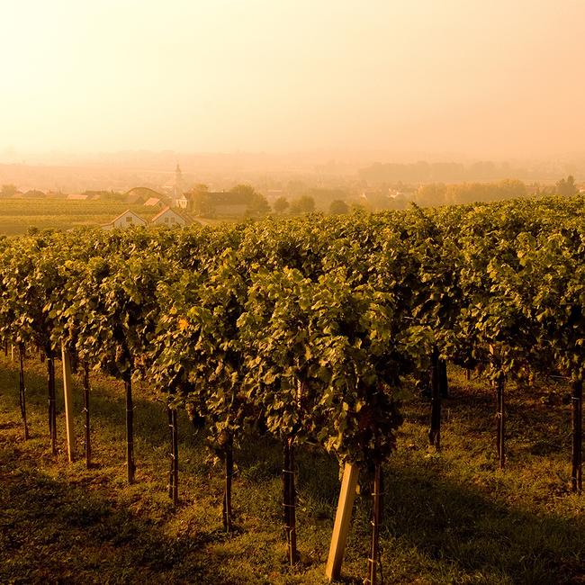 Grüner Veltliner Montanus Kamptal DAC 2025 0.75 l