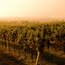 Grüner Veltliner Montanus Kamptal DAC 2025 0,75 l