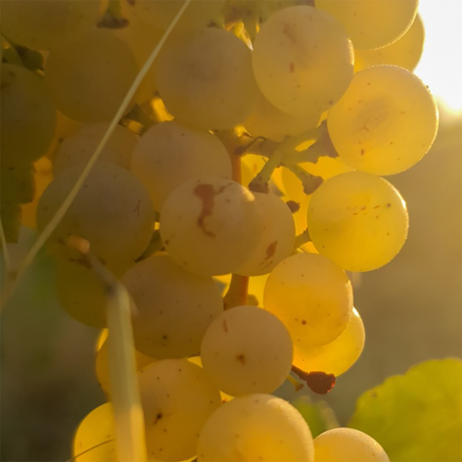 Chateau de Flandry Chardonnay Limoux  AOC 2022 0.75 l