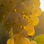 Château de Flandry Chardonnay AOC Limoux 2023 0,75 l