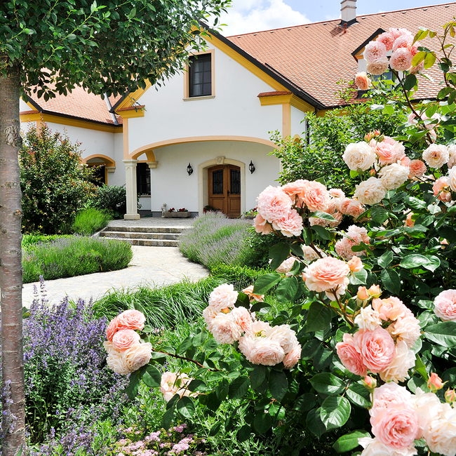 Sauvignon Blanc Anno Dazumal 2021 0.75 l