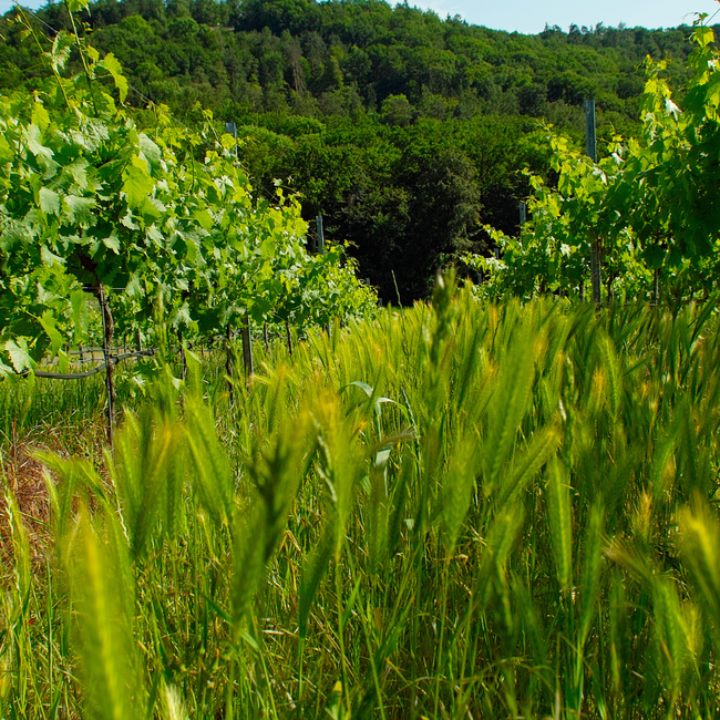 Le Grand Pavois Sauvignon Pays d'Oc IGP 0.75 l