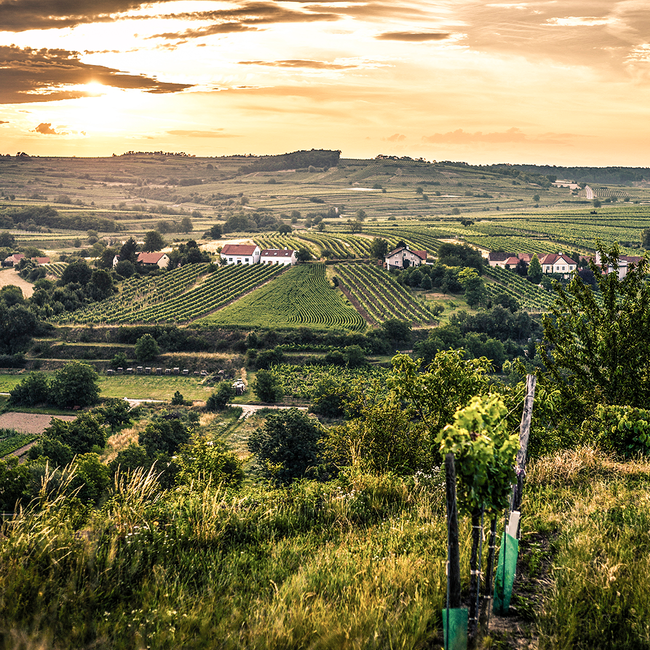 Grüner Veltliner Ried Gaisberg 1ÖTW Kamptal DAC Reserve 2022 0.75 l