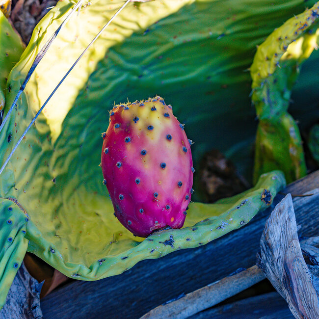 The Illusionist Distiller’s Edition 2024 WILD WESTGin 0.5 l 45% vol