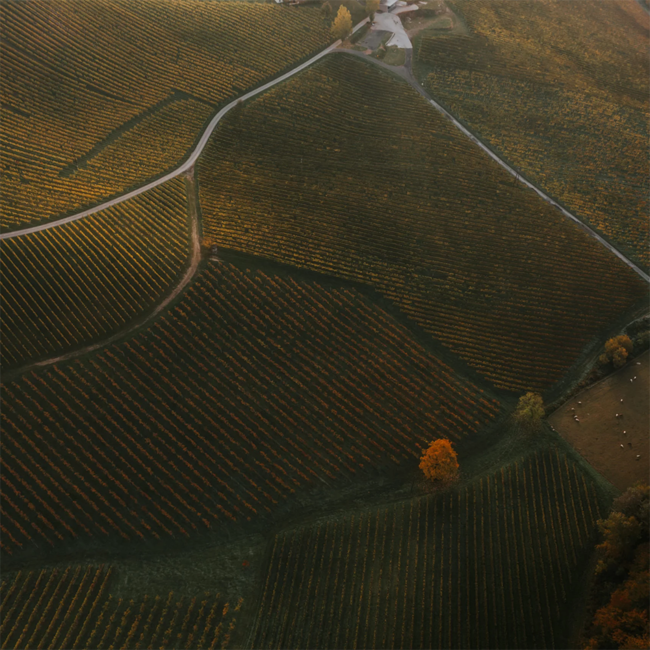 Sauvignon Blanc Zieregg GSTK DAC 2020 0.75 l