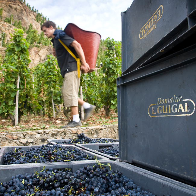 Cotes du Rhone Rouge AC 2022 0.75 l