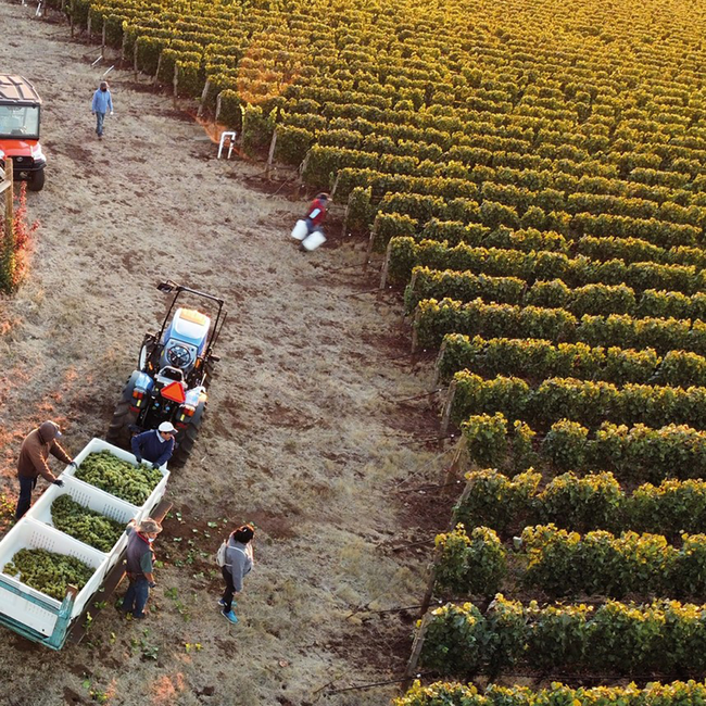 Chassagne Montrachet Blanc  2022 0.75 l