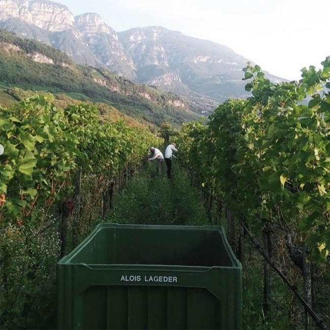 Chardonnay Alto Adige DOC 2024 0.75 l