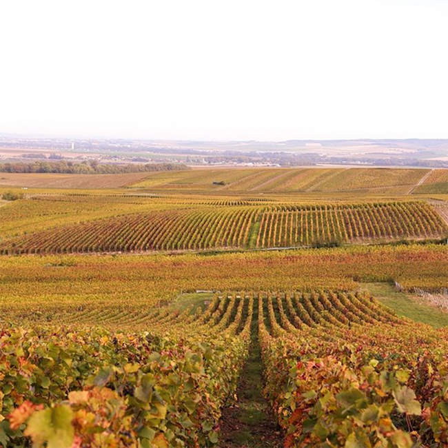 Mailly Grand Cru Brut Reserve Champagner Magnum 1.50 l 12% vol