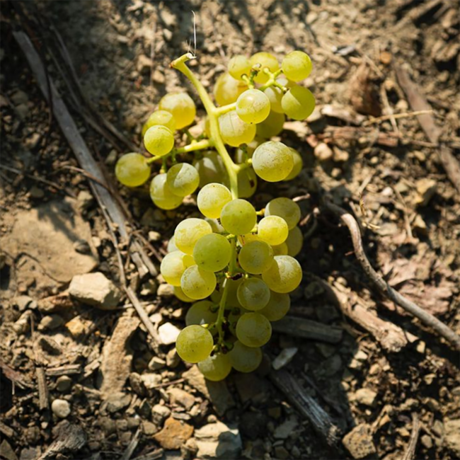 Sauvignon Friuli Colli Orientali DOP 2024 0.75 l