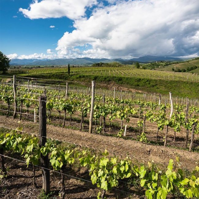 Pinot Grigio Friuli DOP 2025 0.75 l