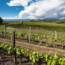 Pinot Grigio Friuli DOP 2025 0.75 l