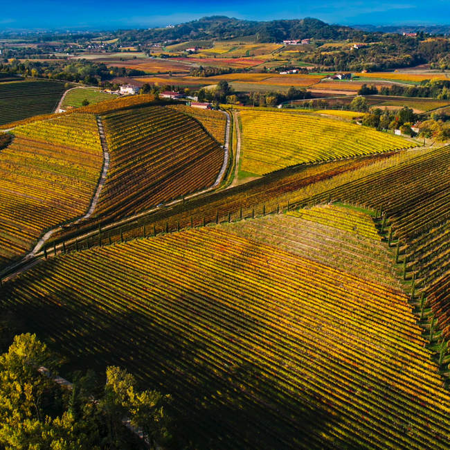 Pinot Grigio Friuli DOP 2025 0.75 l