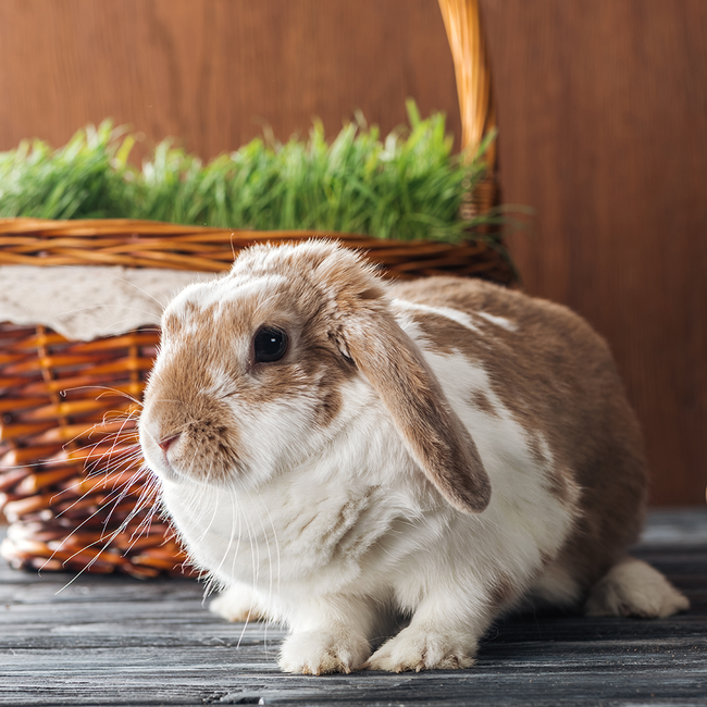 Oster-Eierflasche Eierlikör Klassik  0.10 l 15% vol