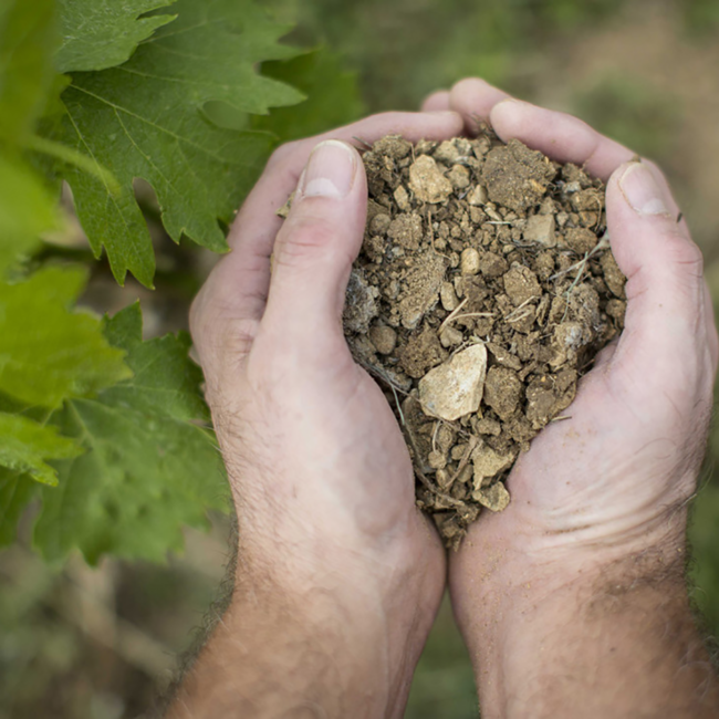 Scalabrone Bolgheri Rosato DOC 2024 0.75 l