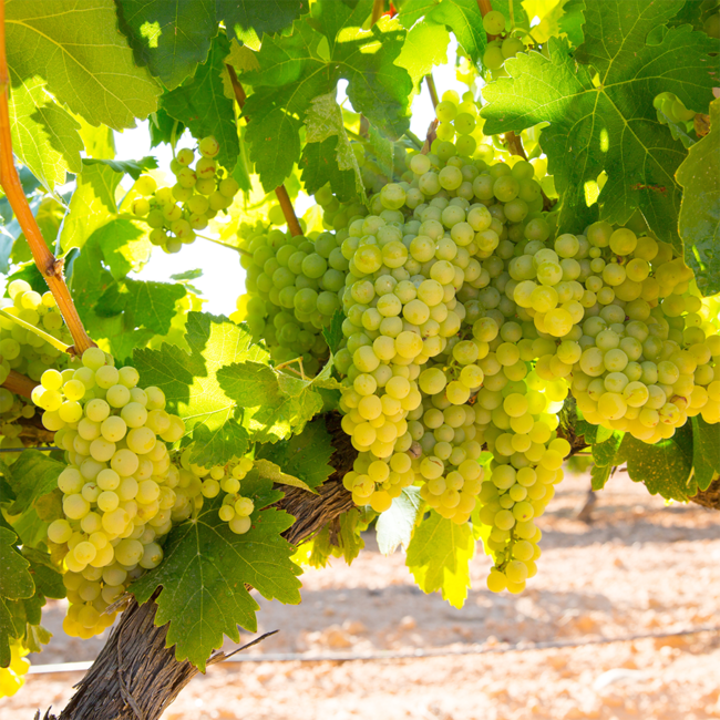 Chardonnay Tiglat 2022 0.75 l