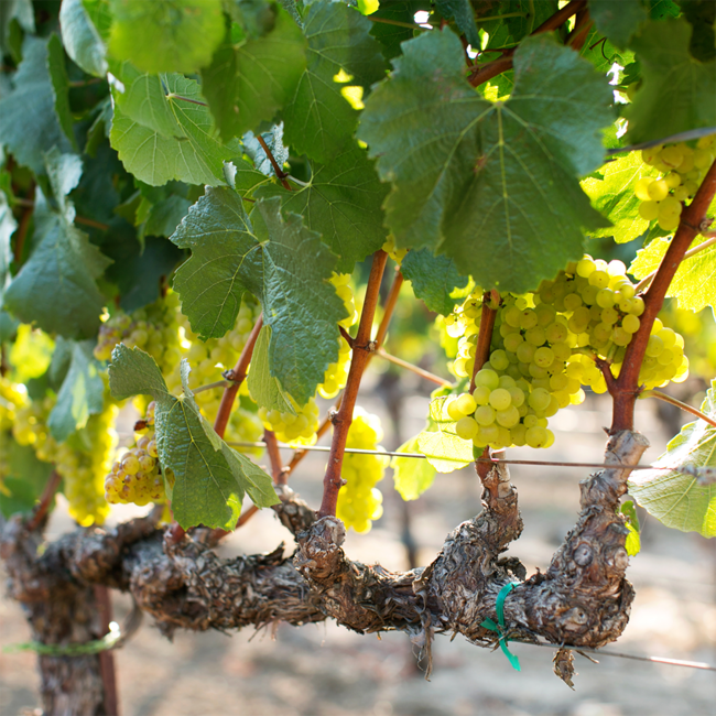 Chardonnay Tiglat 2022 0.75 l