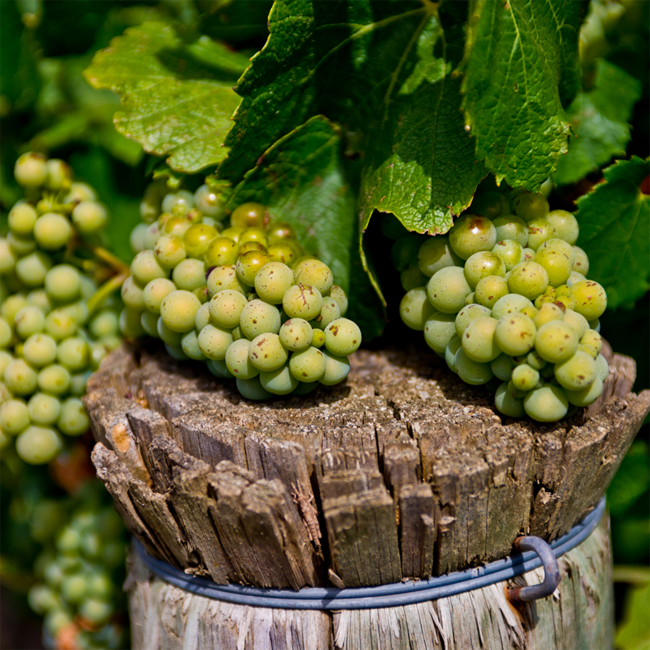 Chardonnay Tiglat 2020 0.75 l