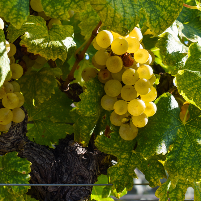 Velich Chardonnay Darscho 2022 0.75 l