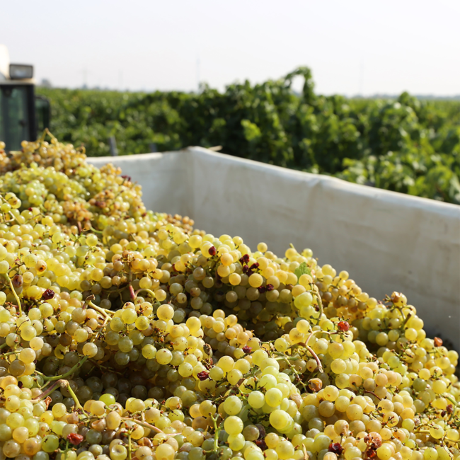 Velich Chardonnay Darscho 2022 0.75 l