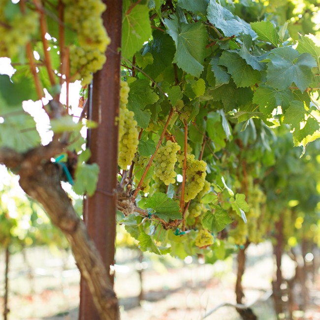 Chardonnay Darscho 2021 0.75 l