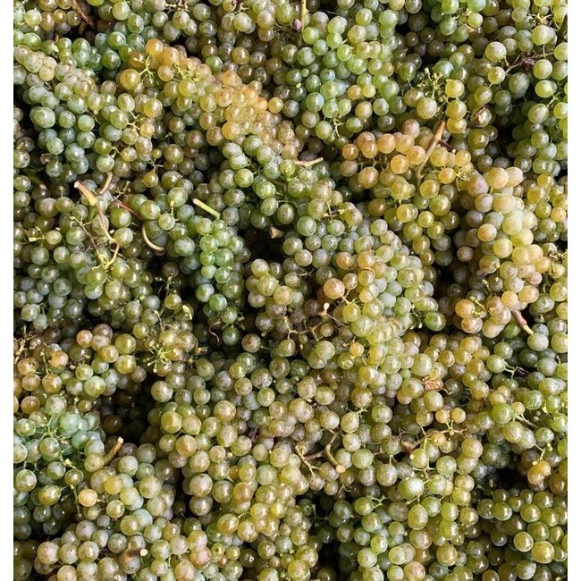 Chardonnay Ried Wechselberg 2025 0.75 l
