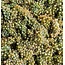 Chardonnay Ried Wechselberg 2025 0.75 l