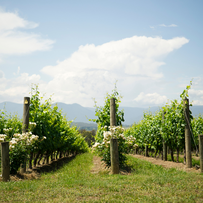 Saintzur Côtes de Provence Rosé 2024 0.75 l
