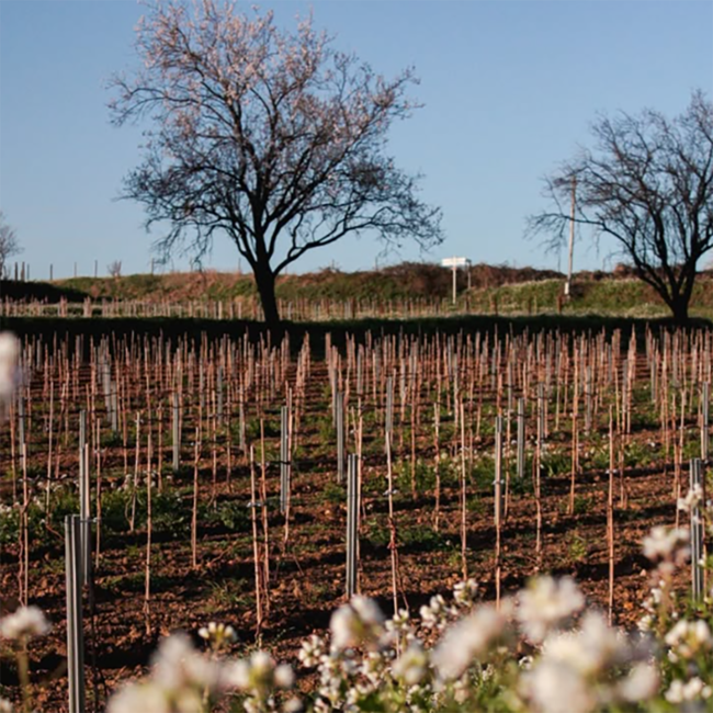 Mademoiselle Sophie Rosé 0.75 l (alkoholfrei)