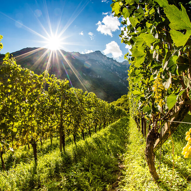 TROY Chardonnay Alto Adige DOC 2019 0.75 l