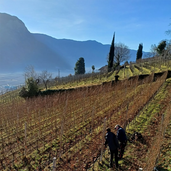 TROY Chardonnay Alto Adige DOC 2019 0.75 l