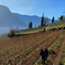 TROY Chardonnay Alto Adige DOC 2019 0.75 l