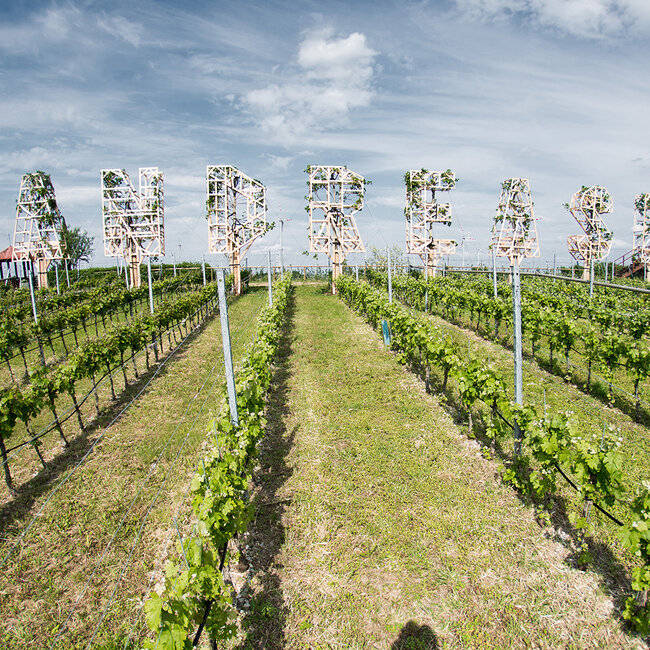 Mordor (BF/ME/CS/SY) 2024 0.75 l