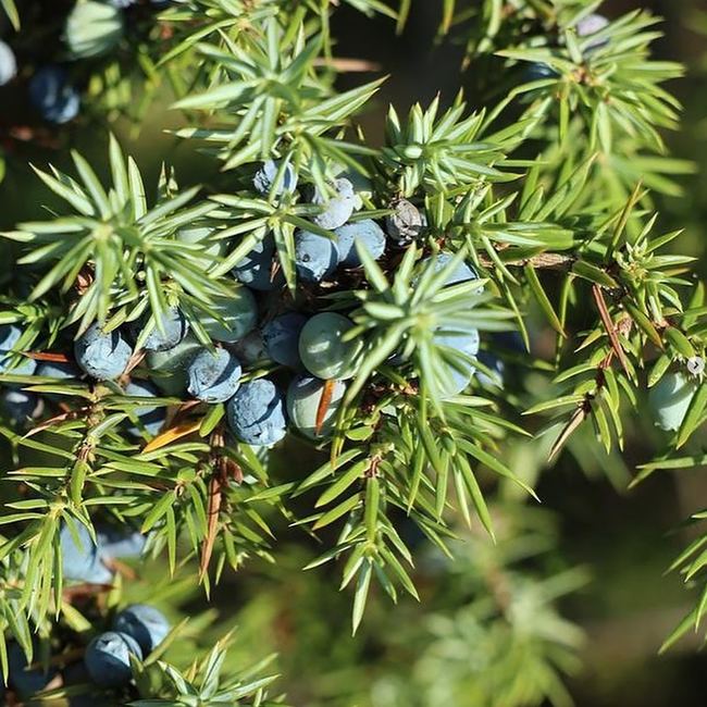 Rebels 0,0% Botanical Dry Alkoholfrei 0.50 l