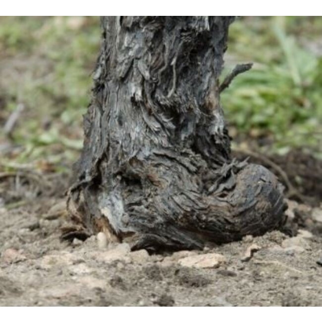 Primo Terlaner I Grande Cuvee 2020 Jeroboam 3.00 l