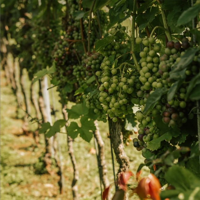 Big John White (CH/SB) 2024 0.75 l