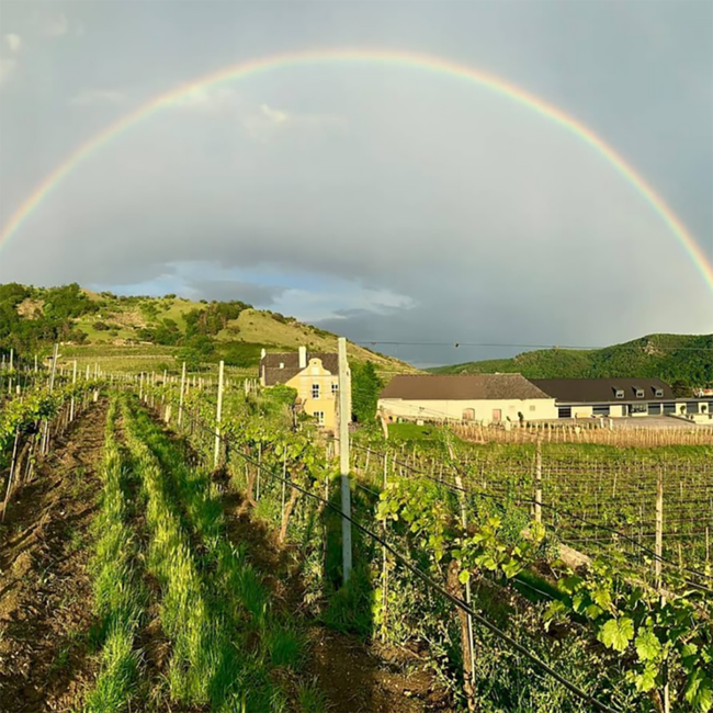 Riesling Federspiel Ried Bruck Wachau DAC 2024 0.75 l