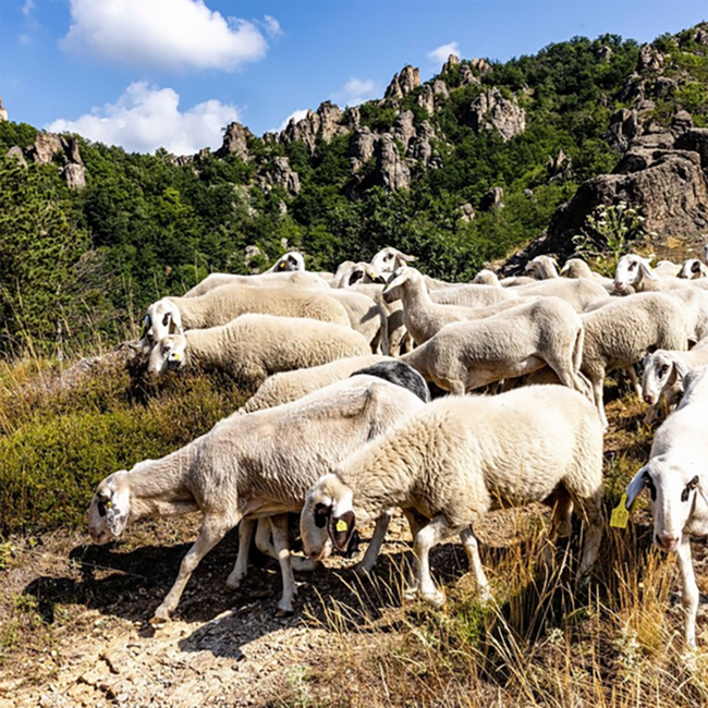 Riesling Federspiel Ried Bruck Wachau DAC 2024 0.75 l