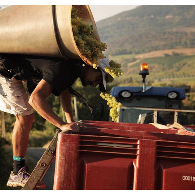 Chardonnay Origine Haute Vallee de l'Aude IGP Vin Pays 2024 0.75 l *Sulfitfrei*