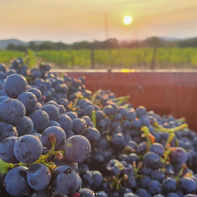 Roi de Mari Merlot IGP Pays d'Oc 2022 0.75 l