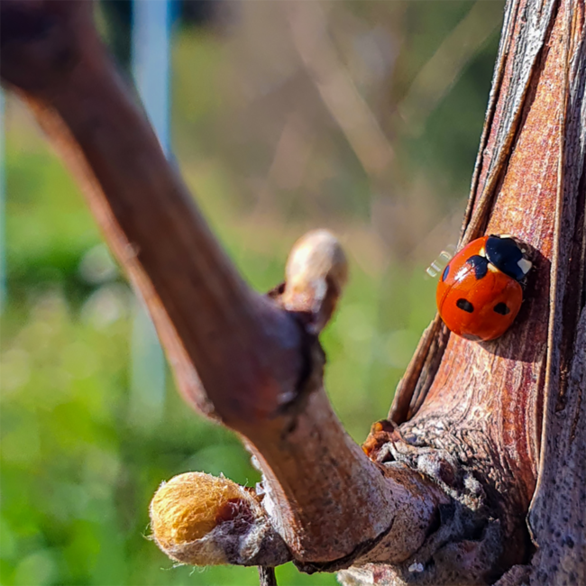 Roi de Mari Merlot IGP Pays d'Oc 2022 0.75 l