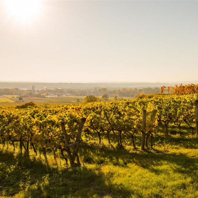 Grüner Veltliner Gobelsburg Kamptal 2024 0.75 l