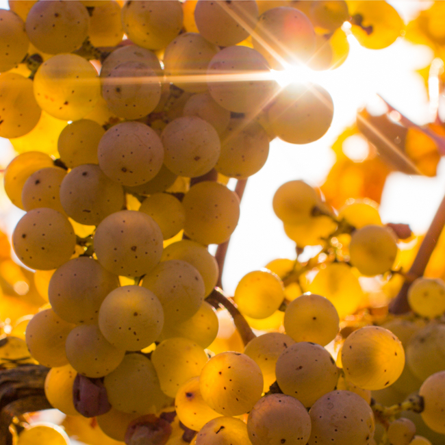 Grüner Veltliner Gobelsburg Kamptal 2024 0.75 l