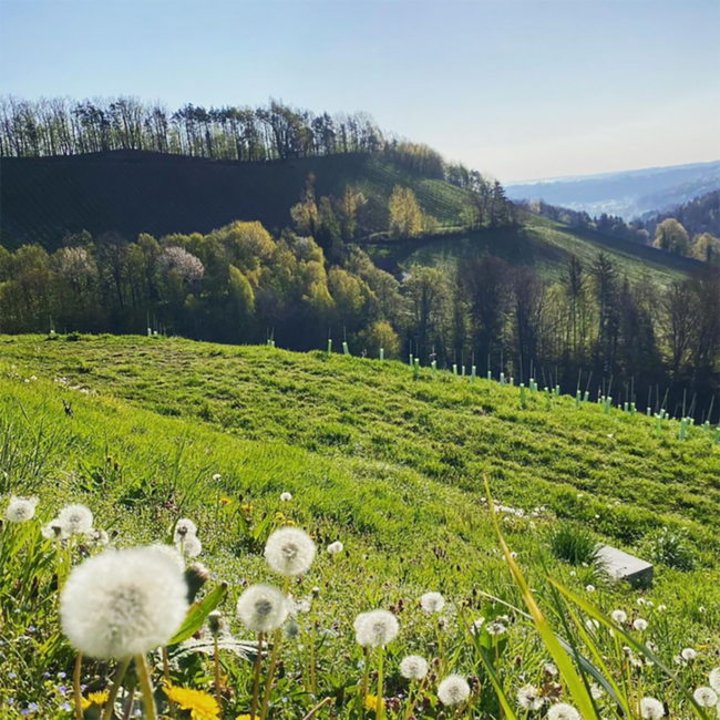 Sauvignon Blanc Südsteiermark DAC 2024 0.75 l