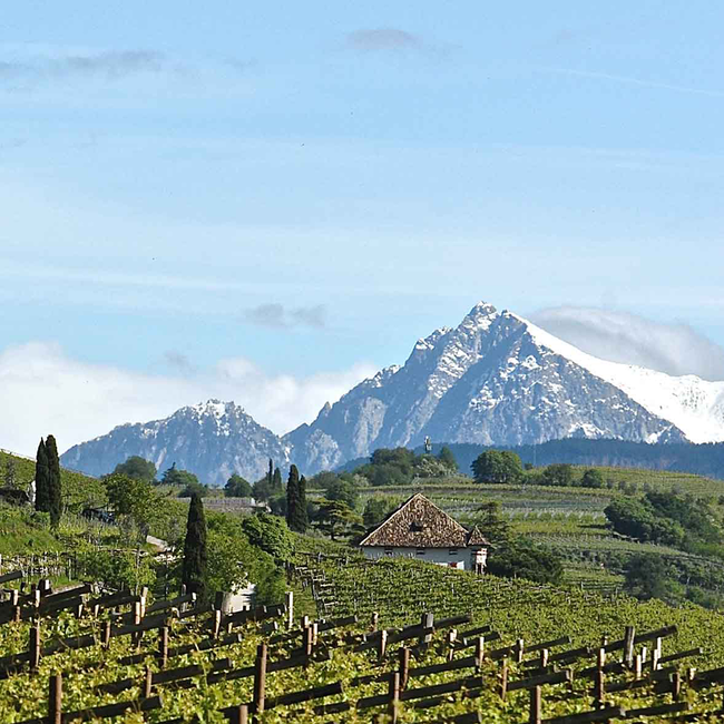 Pinot Noir Tradition Alto Adige DOC 2023 0.75 l